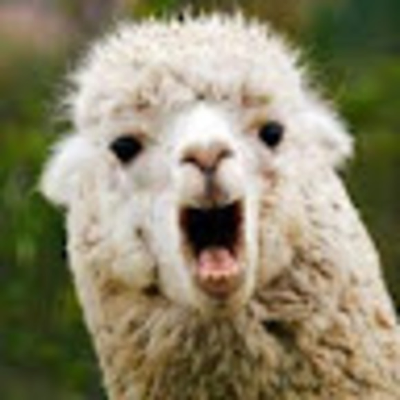 Meet your Posher, Sophia - Picture 1 of 1